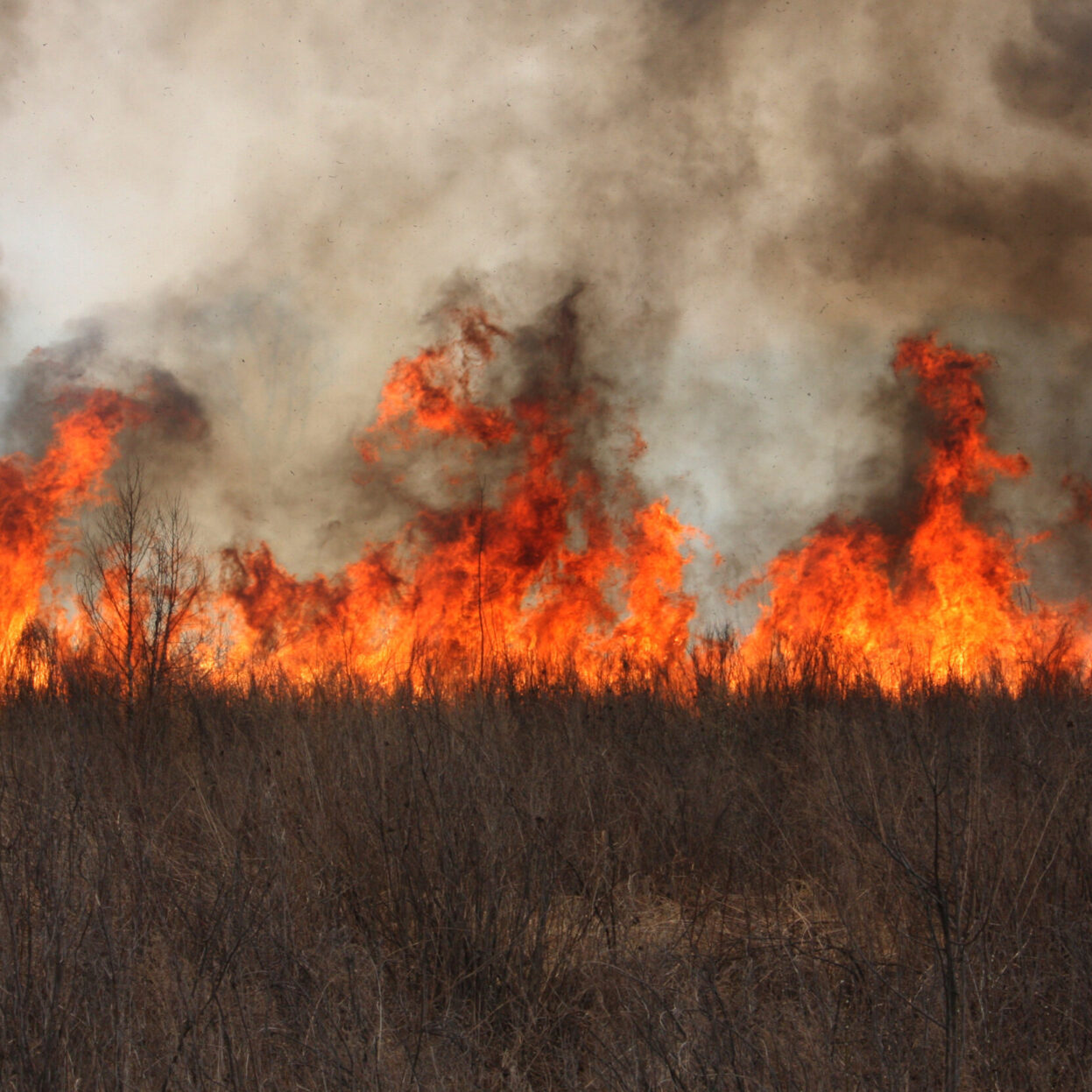 wildfire wildfire