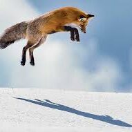 FOXNWF
