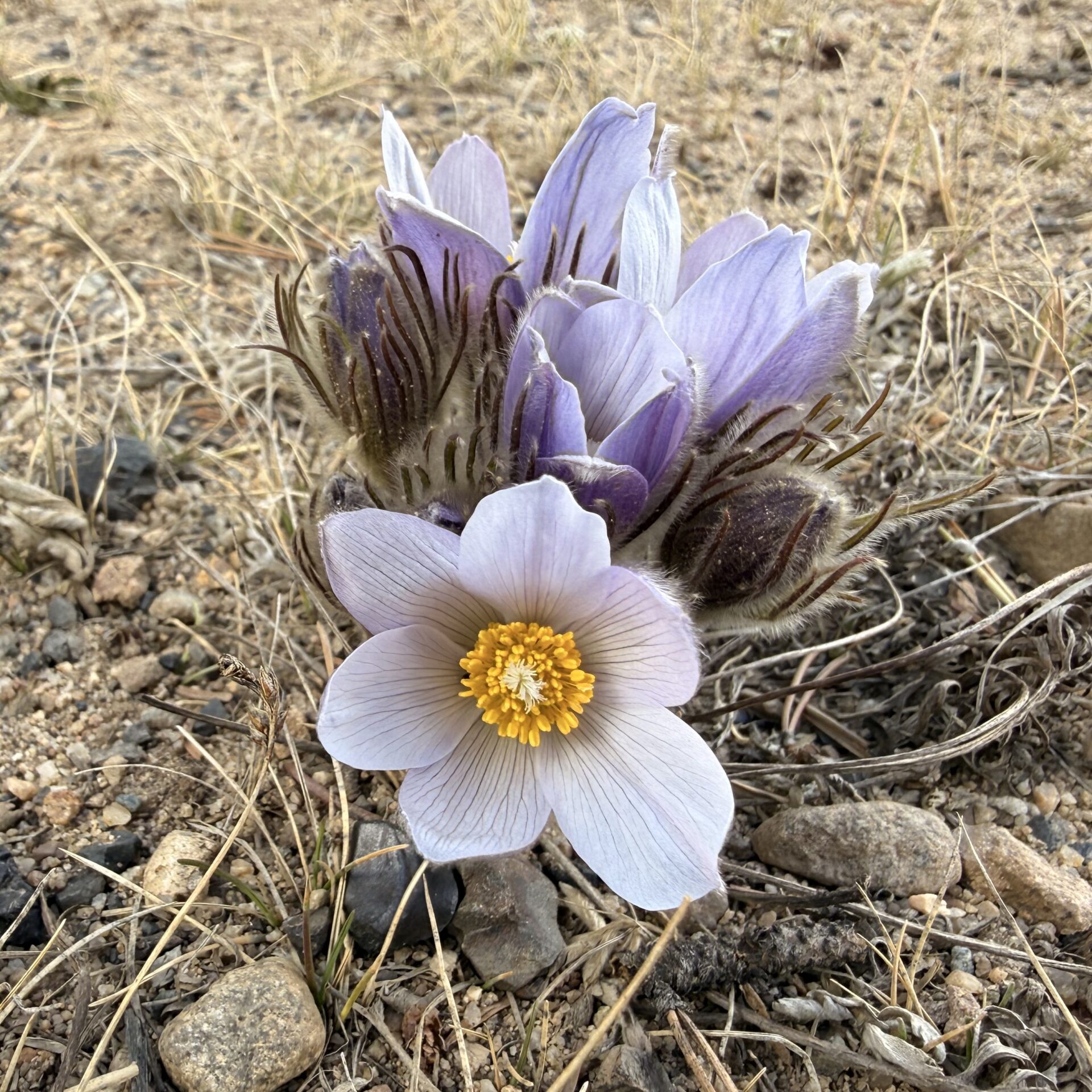 pasque-colorado-wildflowers