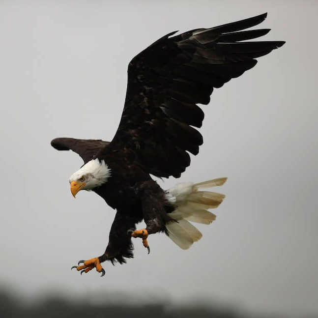bald-eagle bald-eagle