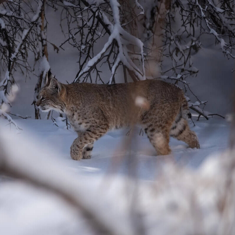 bobcat bobcat