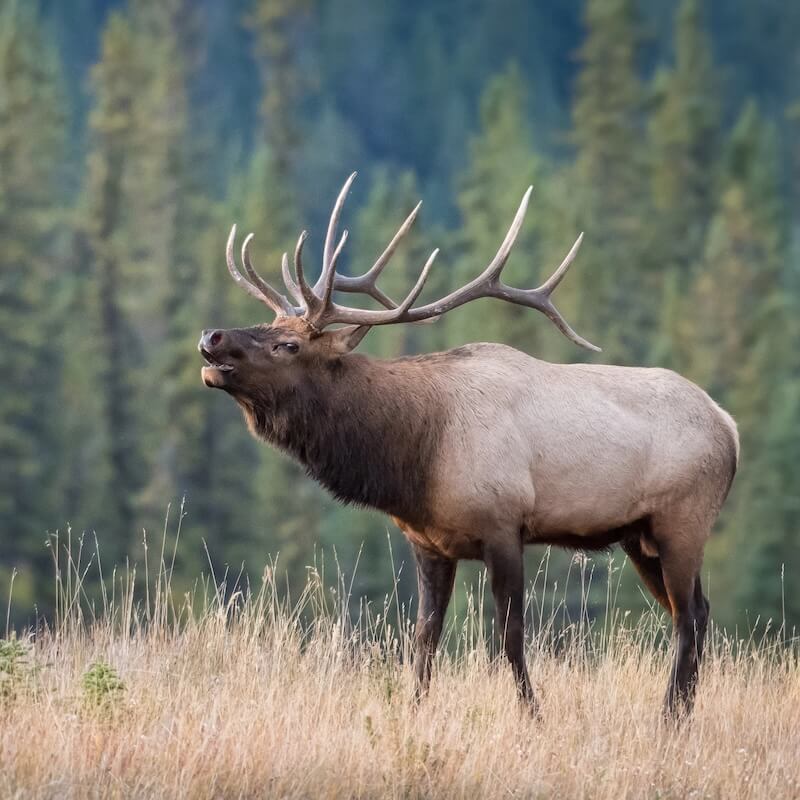 elk