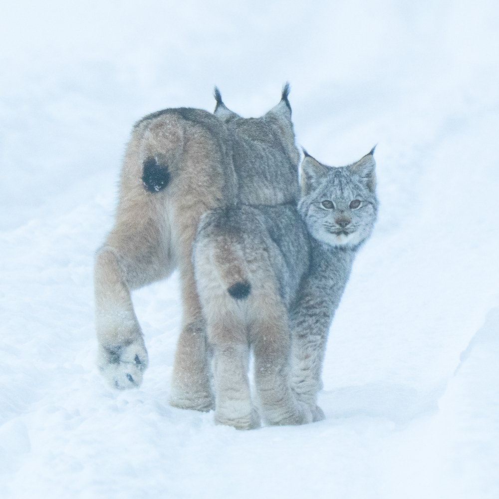 lynx-2
