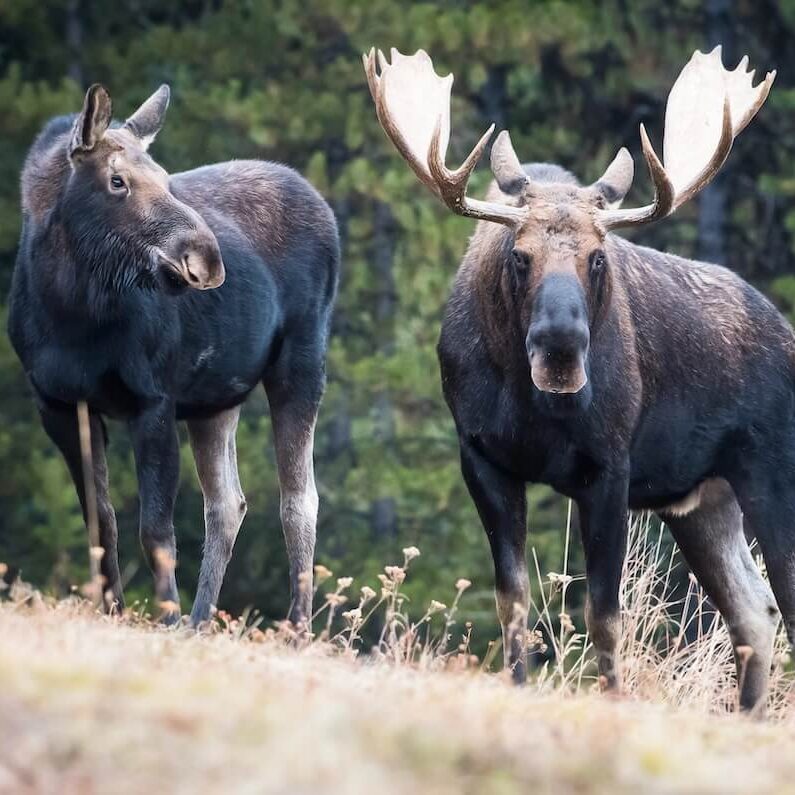 moose moose