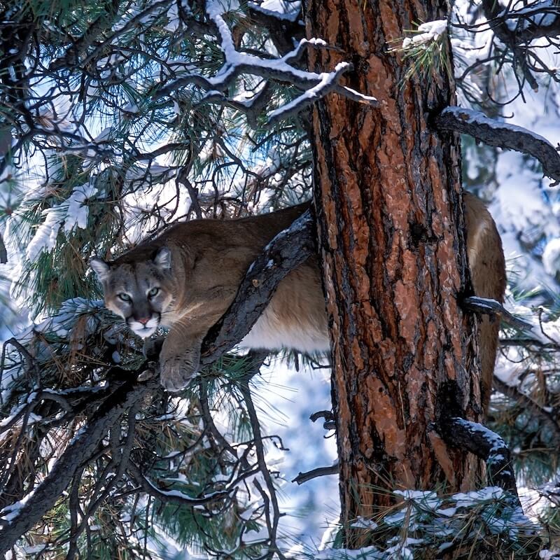mountain-lion