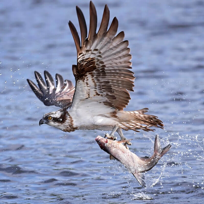 osprey osprey