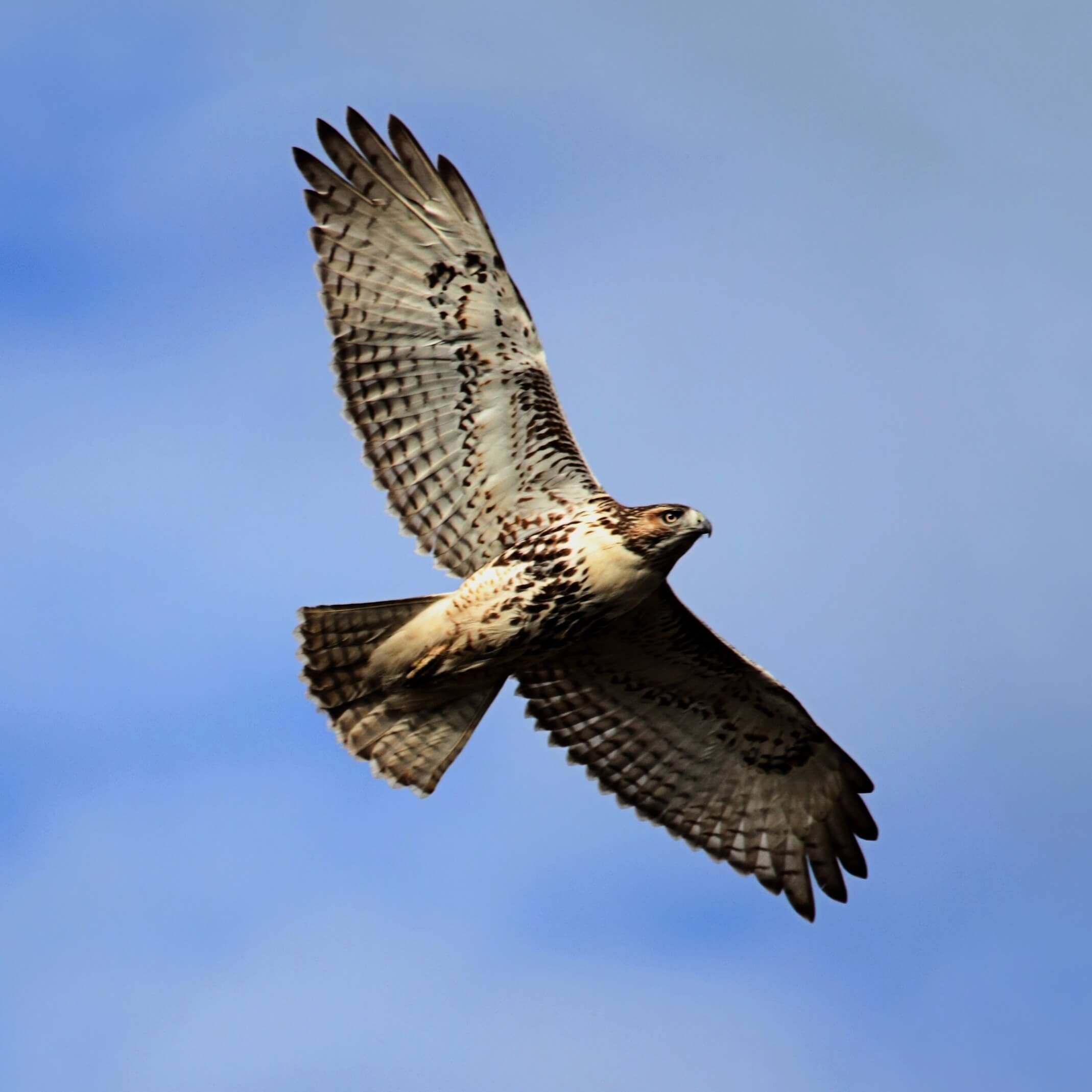 red-tailed-hawk