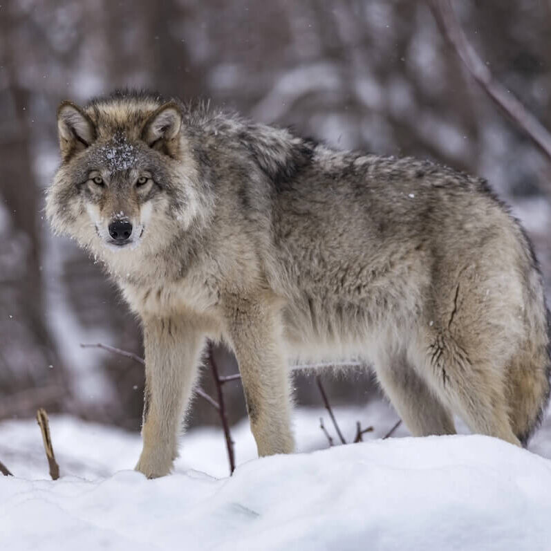 wolves-colorado